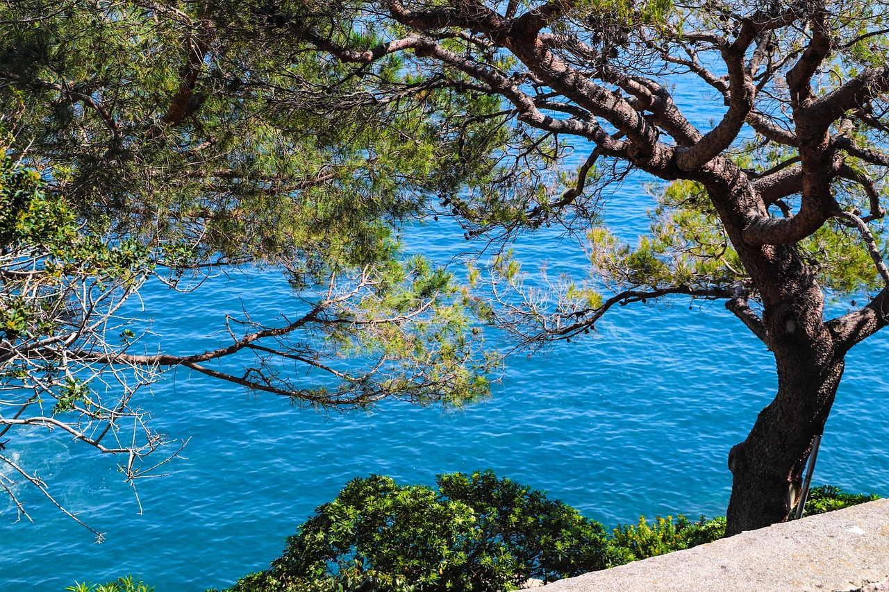 Mediterranean water and coastal pines near Monaco